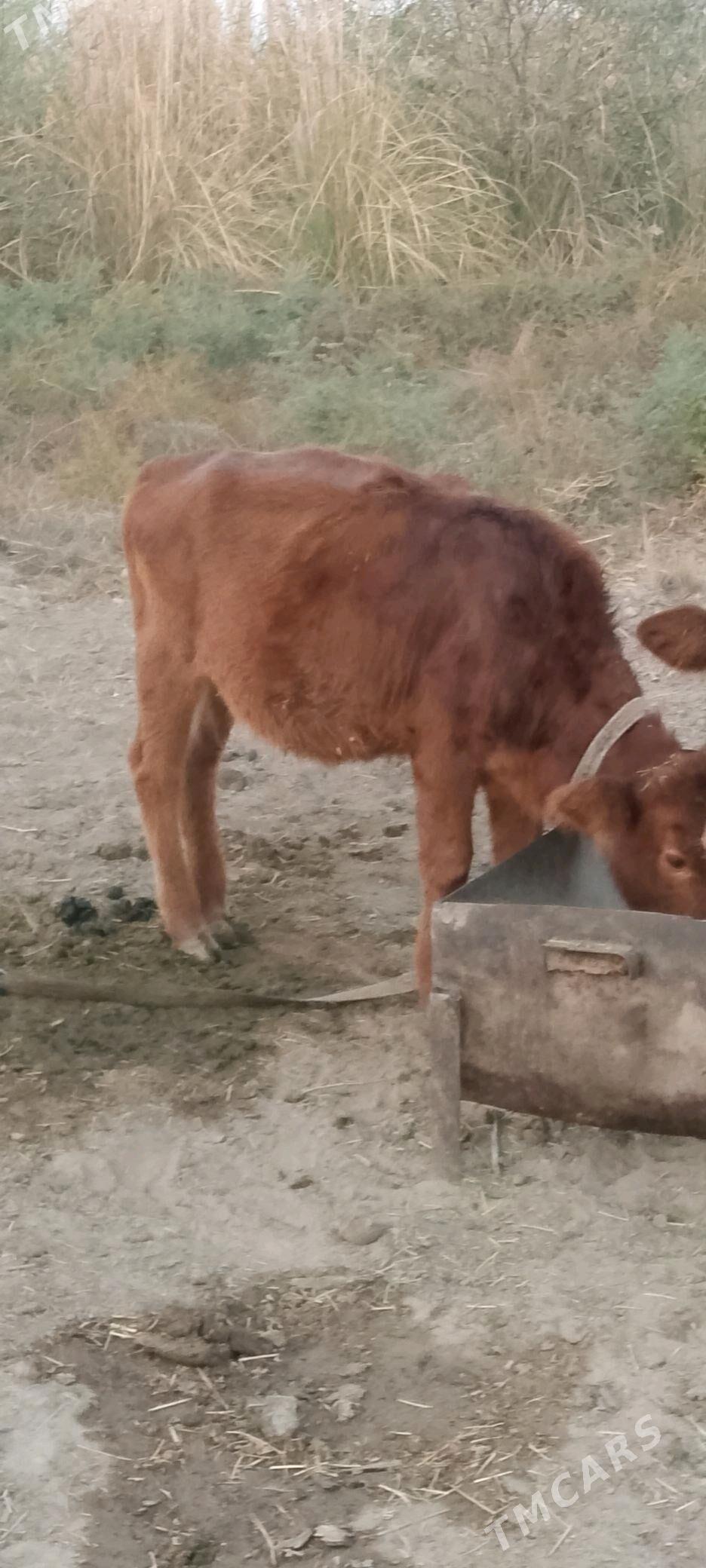 Окузче все Гулажын - Mary - img 2