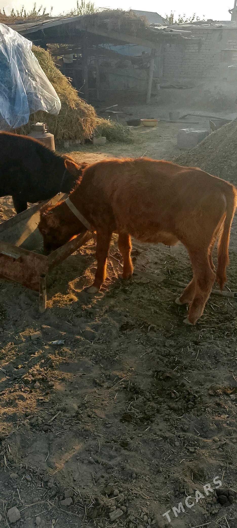 Окузче все Гулажын - Mary - img 4