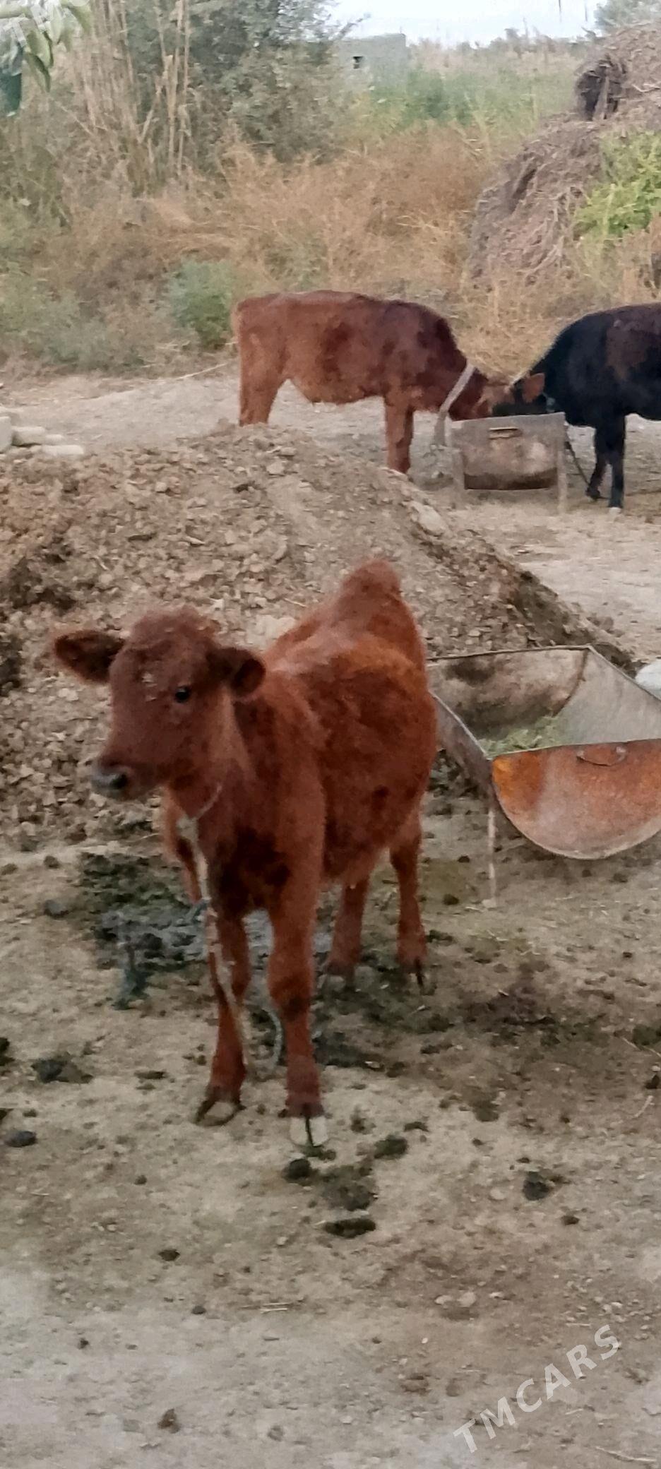 Окузче все Гулажын - Mary - img 3