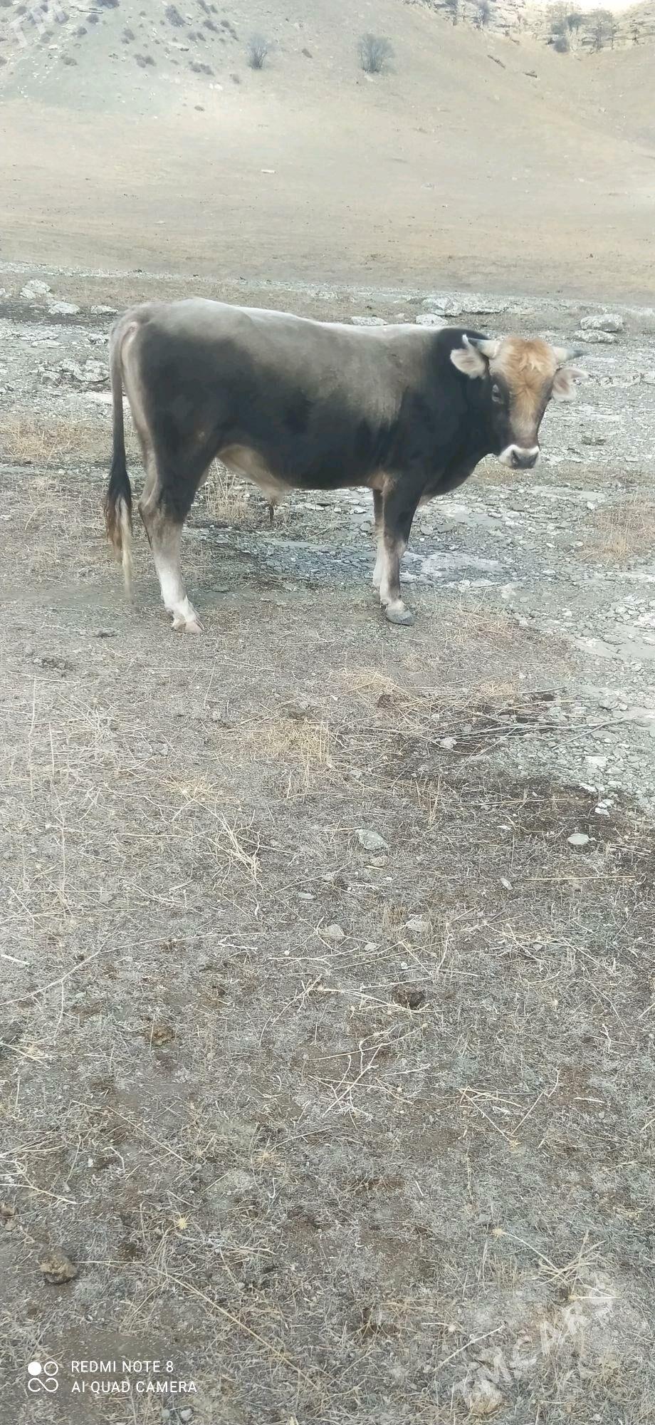 okuz - Бахарден - img 3