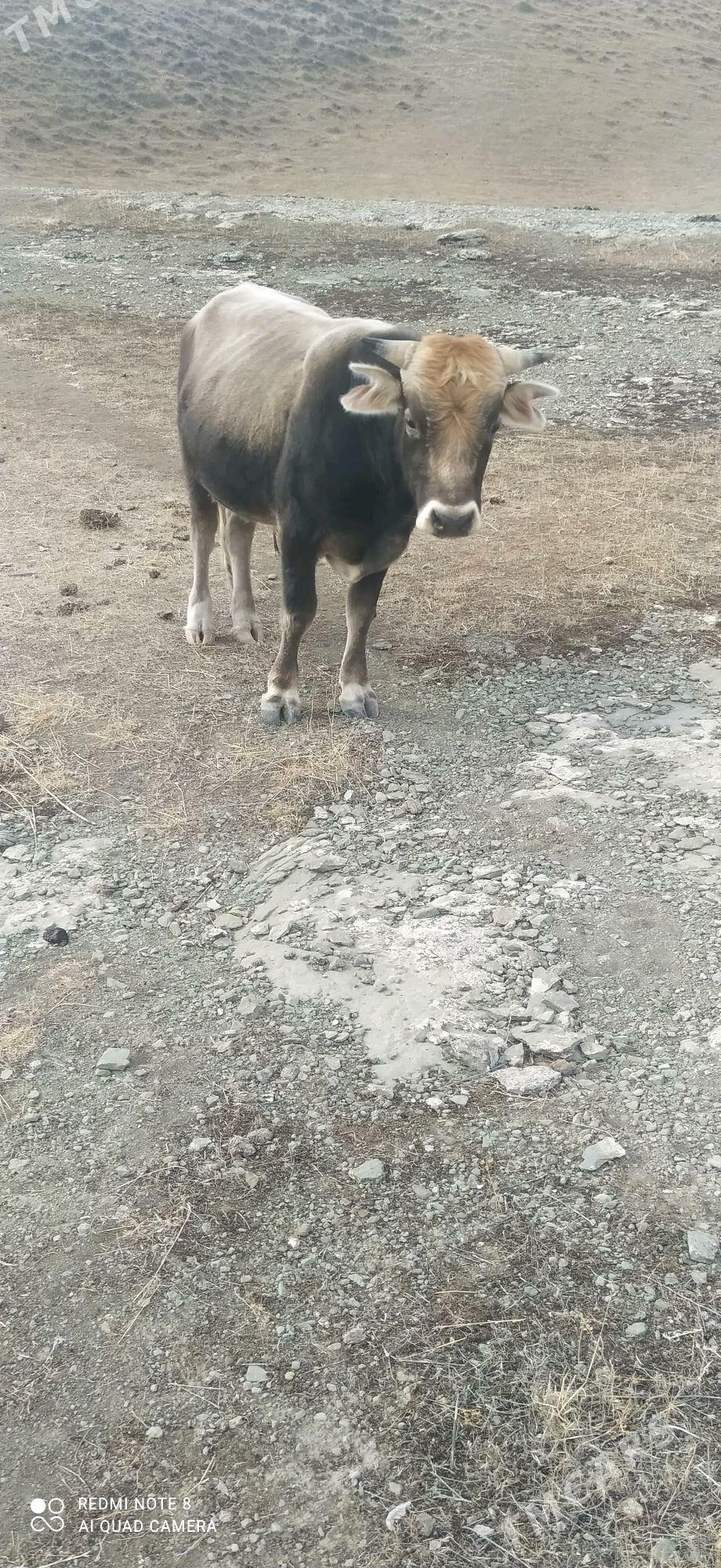 okuz - Бахарден - img 2