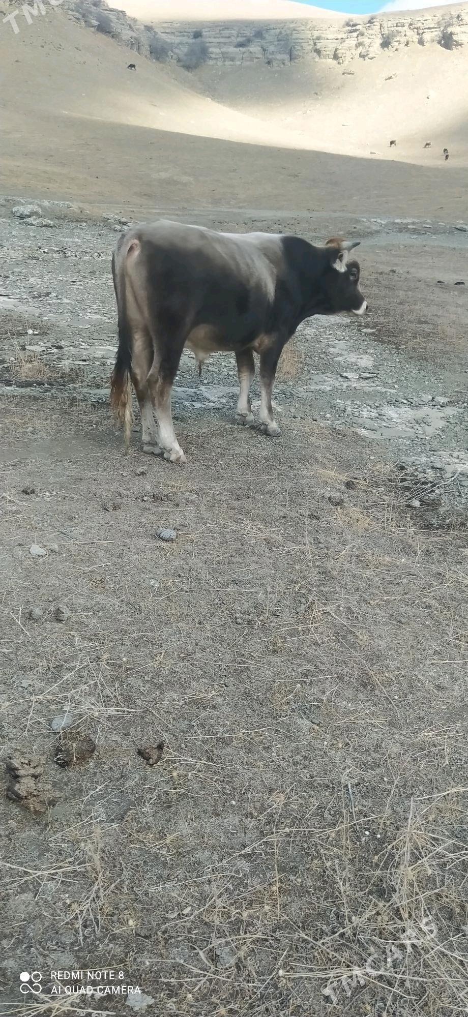 okuz - Бахарден - img 4