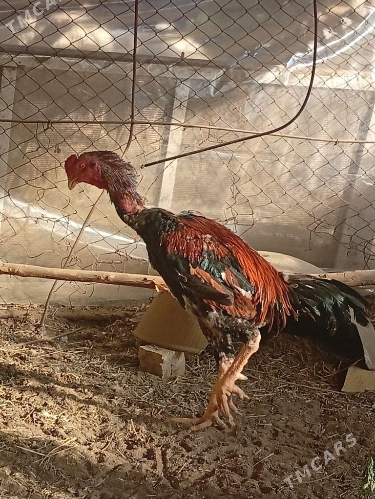 baýes - Байрамали - img 2