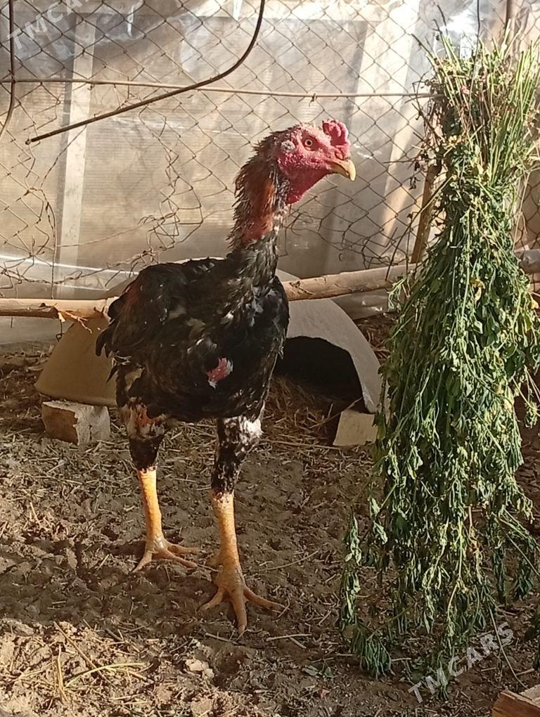 baýes - Байрамали - img 3