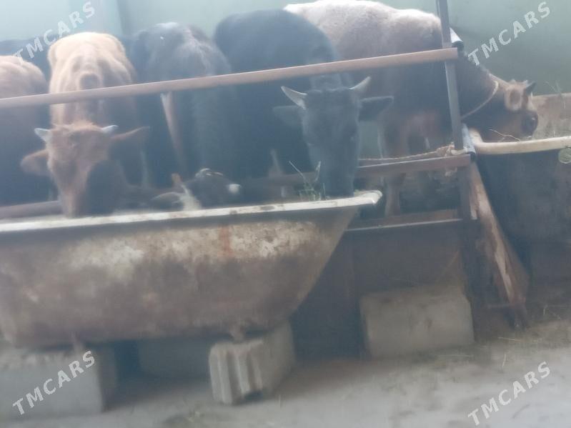 okizler - Бузмеин - img 2