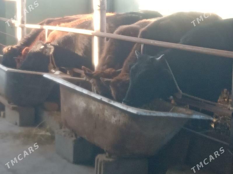 okizler - Бузмеин - img 3