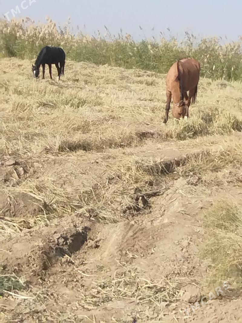 At - Ходжамбаз - img 9