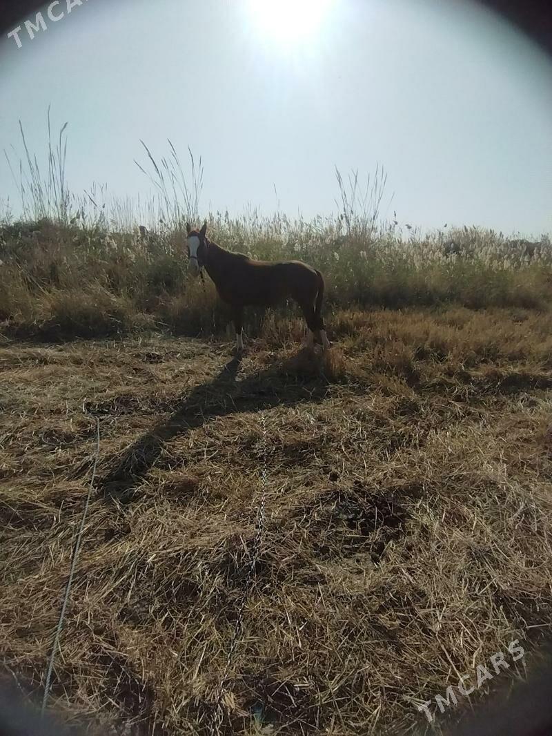 At - Ходжамбаз - img 4