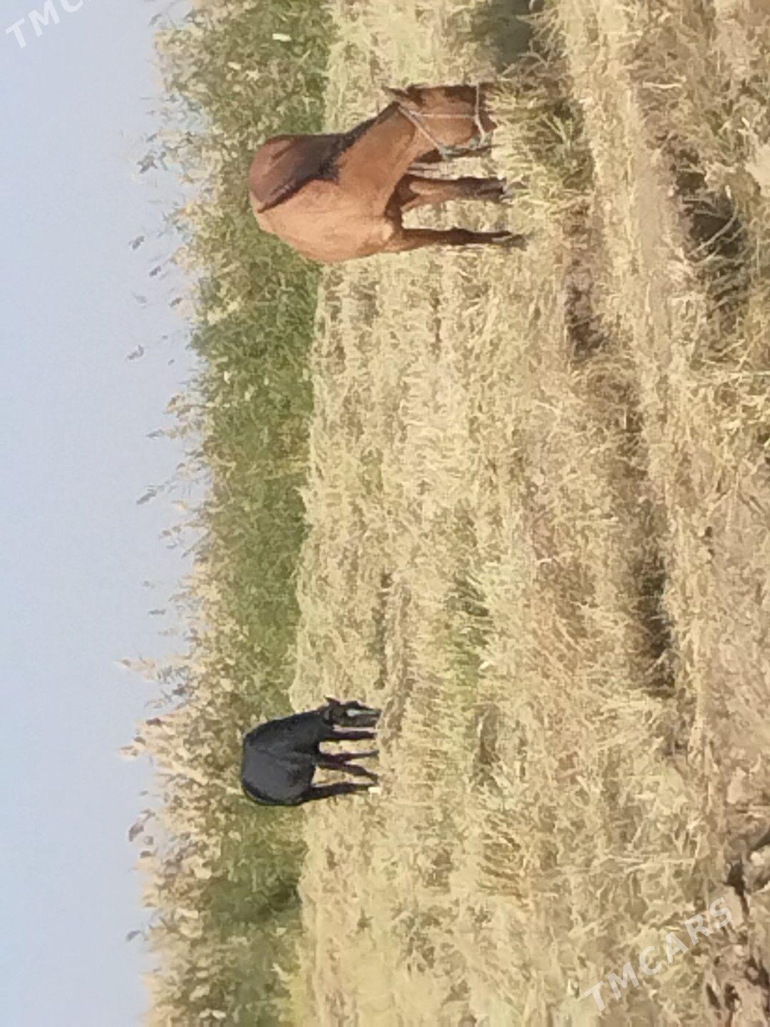 At - Ходжамбаз - img 8