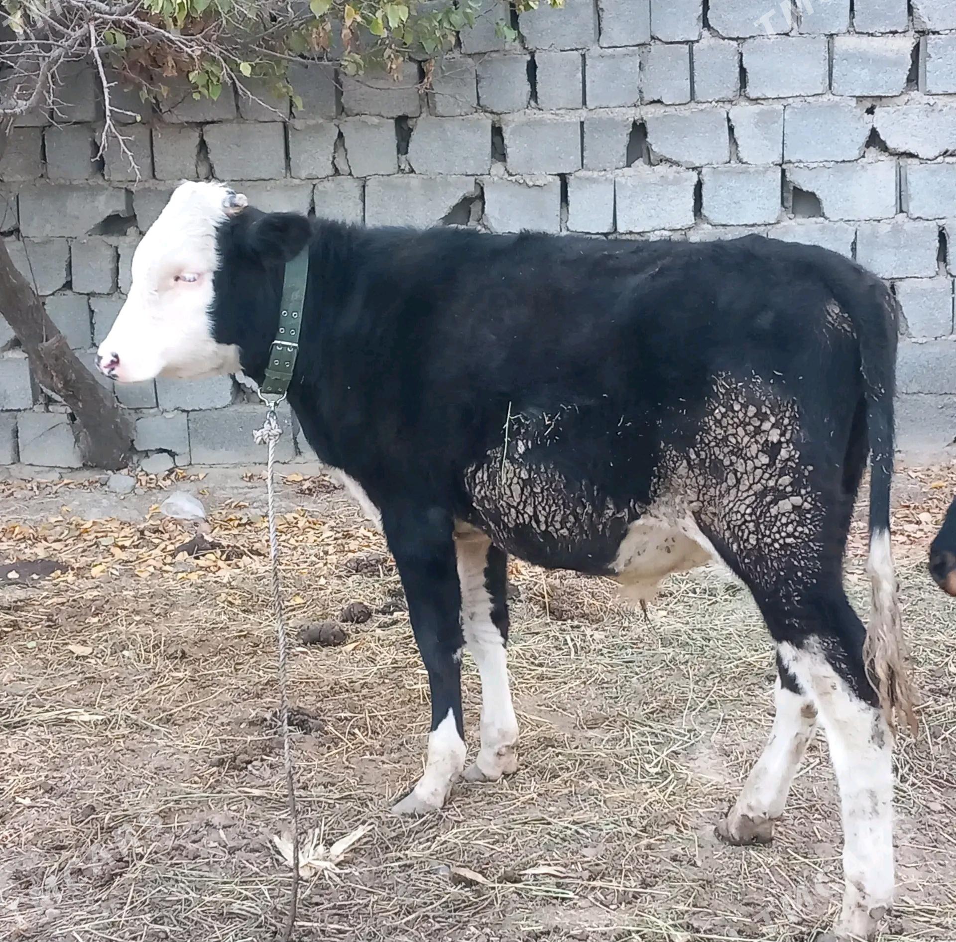 Göle bakylan mal - Ашхабад - img 2