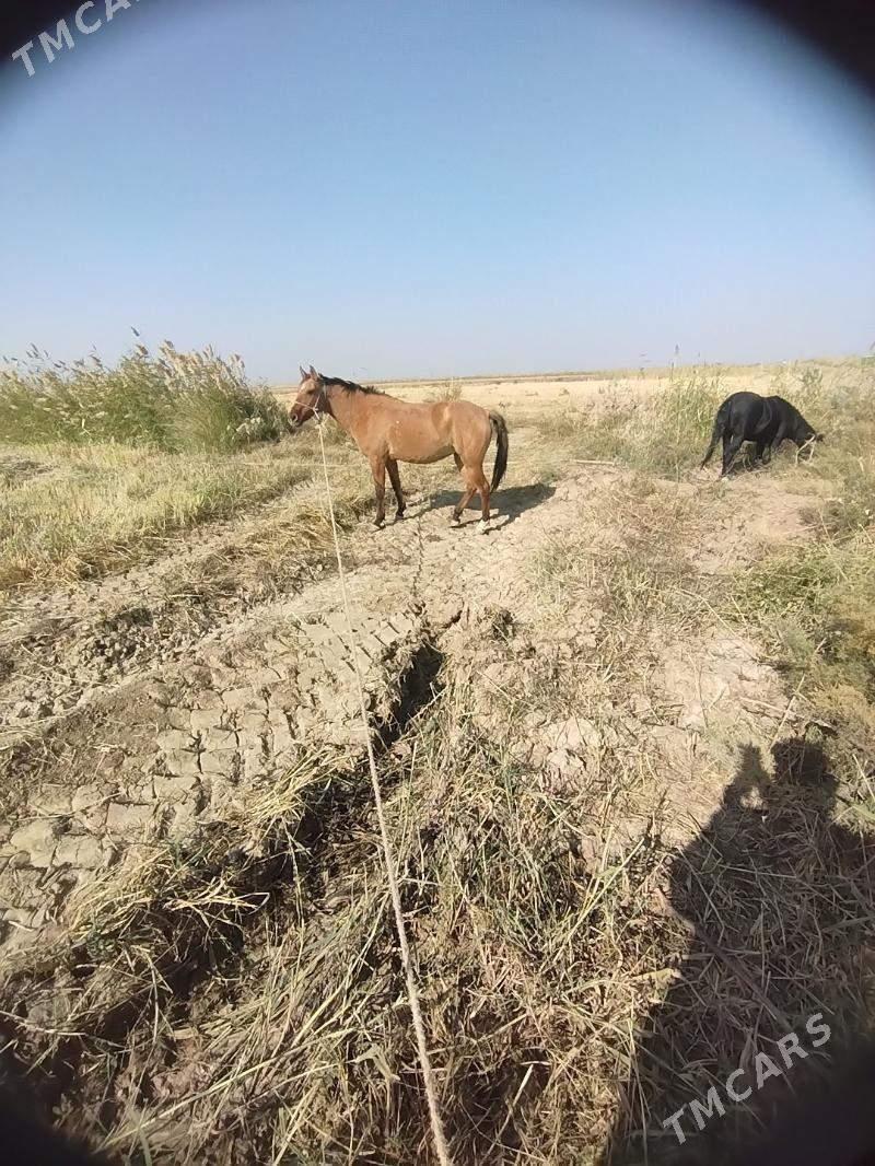 At - Ходжамбаз - img 5