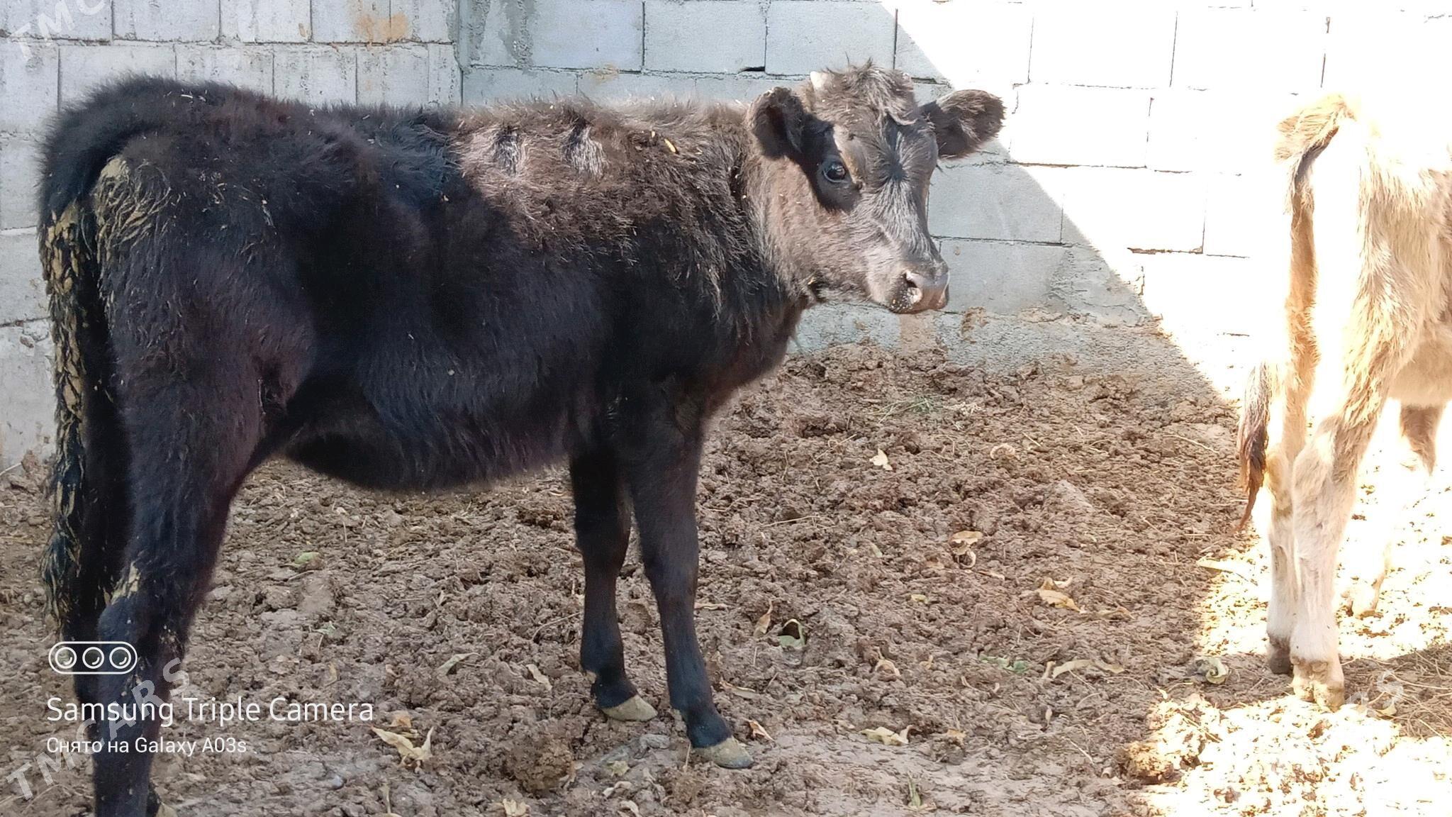 TUWE - Гёкдепе - img 3