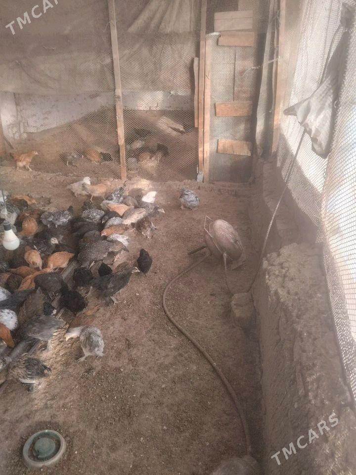 towuk jüýjeler - Sakarçäge - img 1