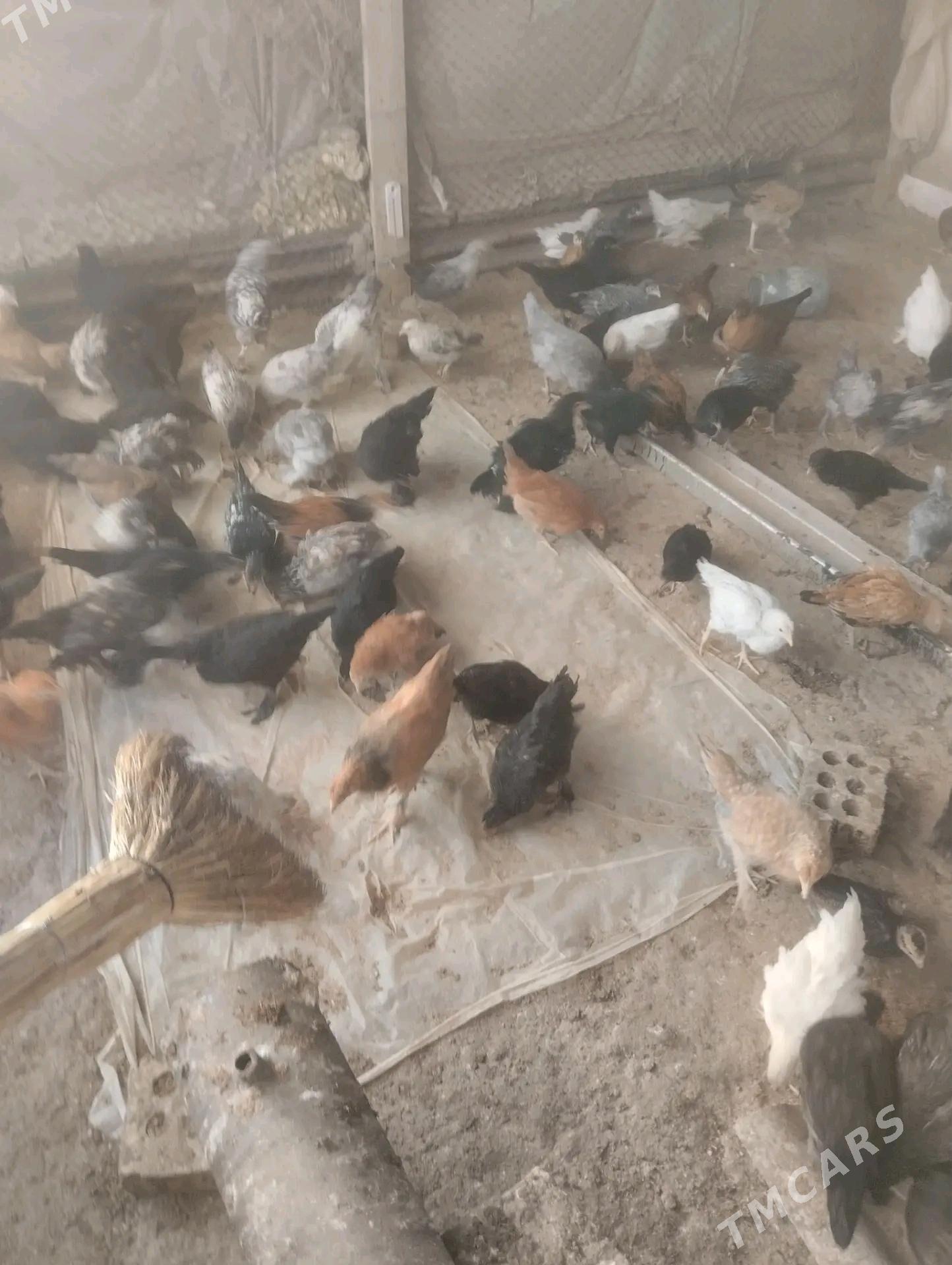 towuk jüýjeler - Sakarçäge - img 2