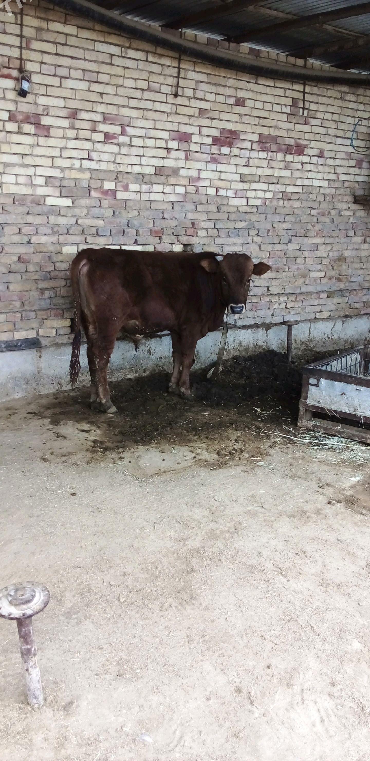 ökiz - Сакарчага - img 2