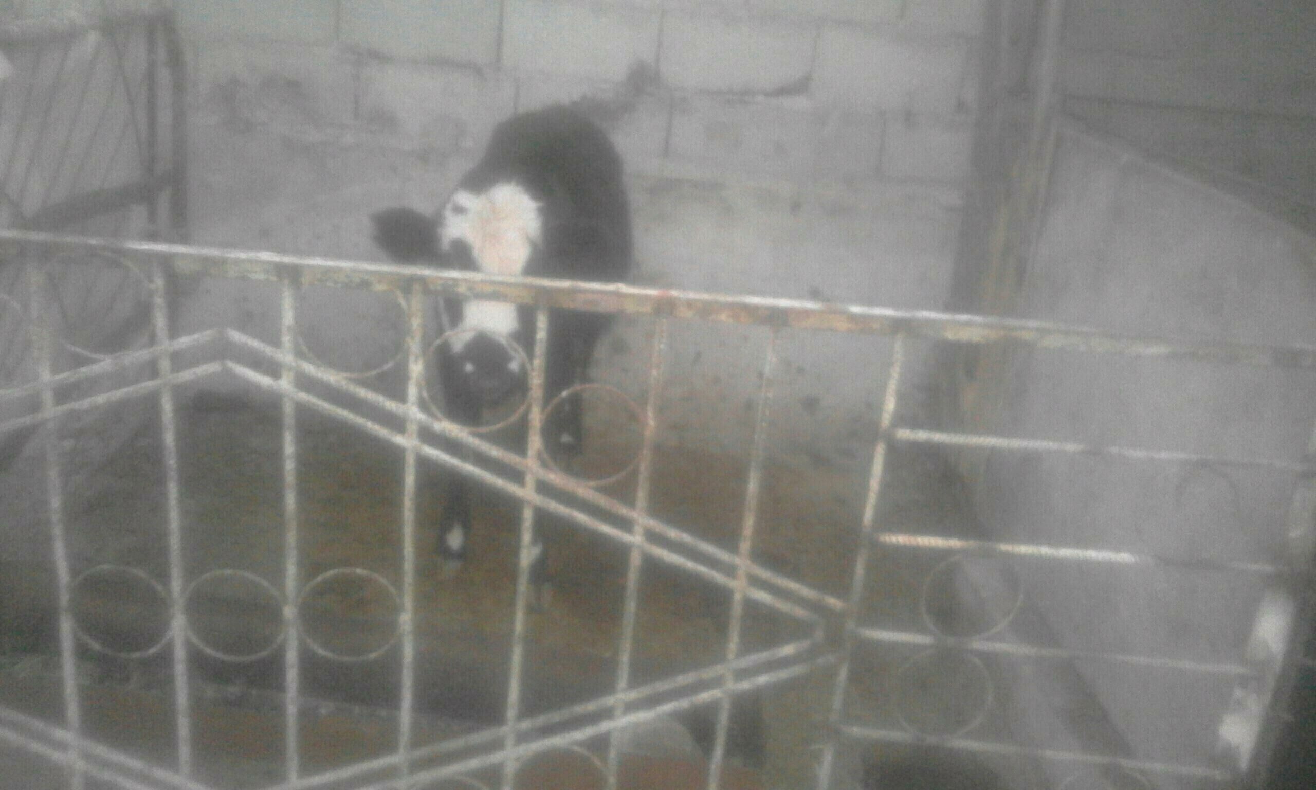 okuz we tuwe - Bäherden - img 2