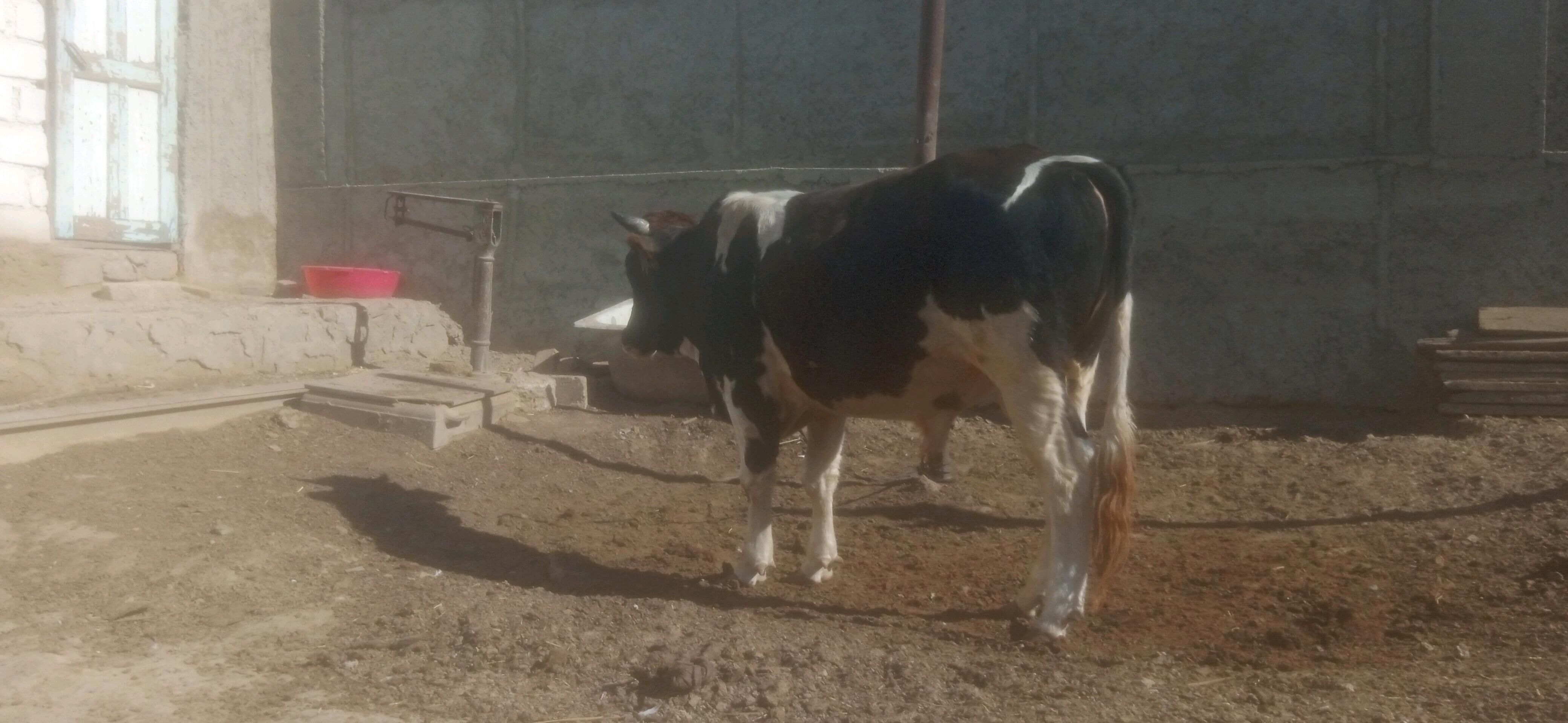 okiz - Берекет - img 2