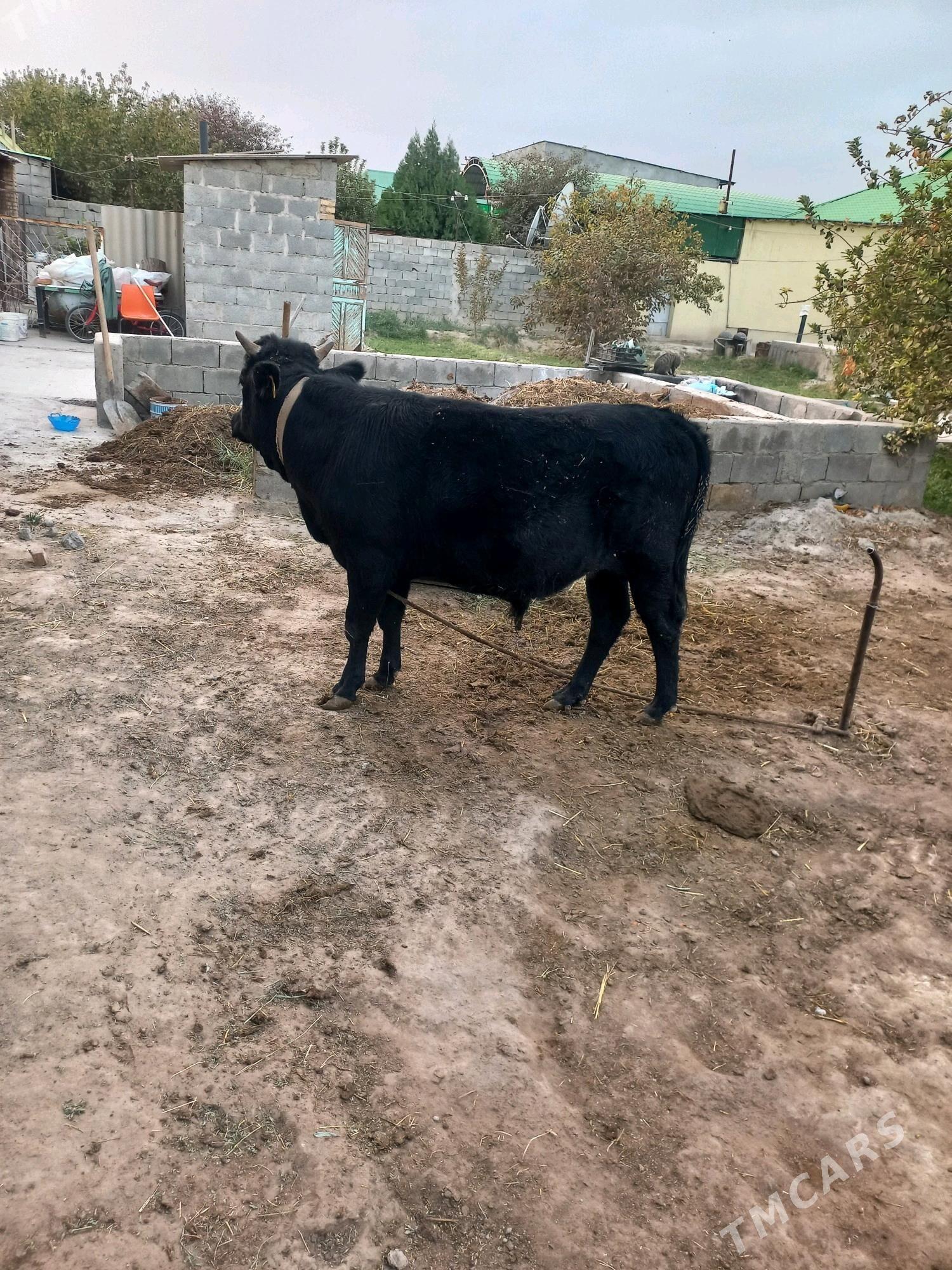 Ökuz - Анев - img 2