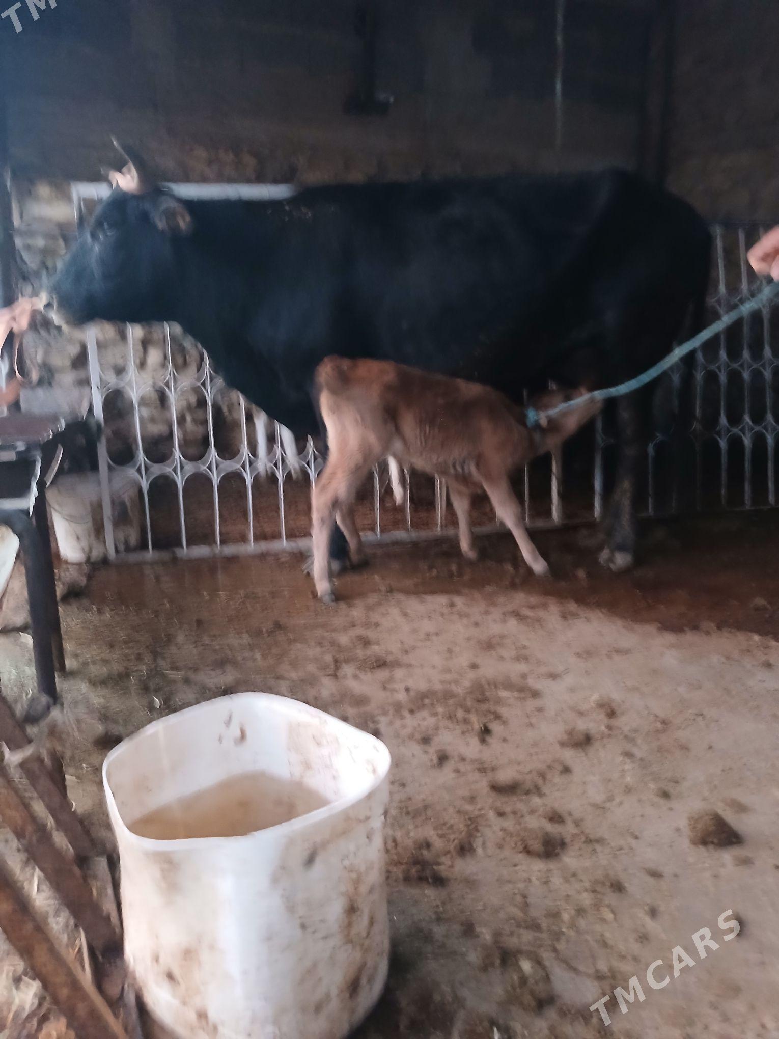 Tohum göleli sygyr - Gyzylarbat - img 4