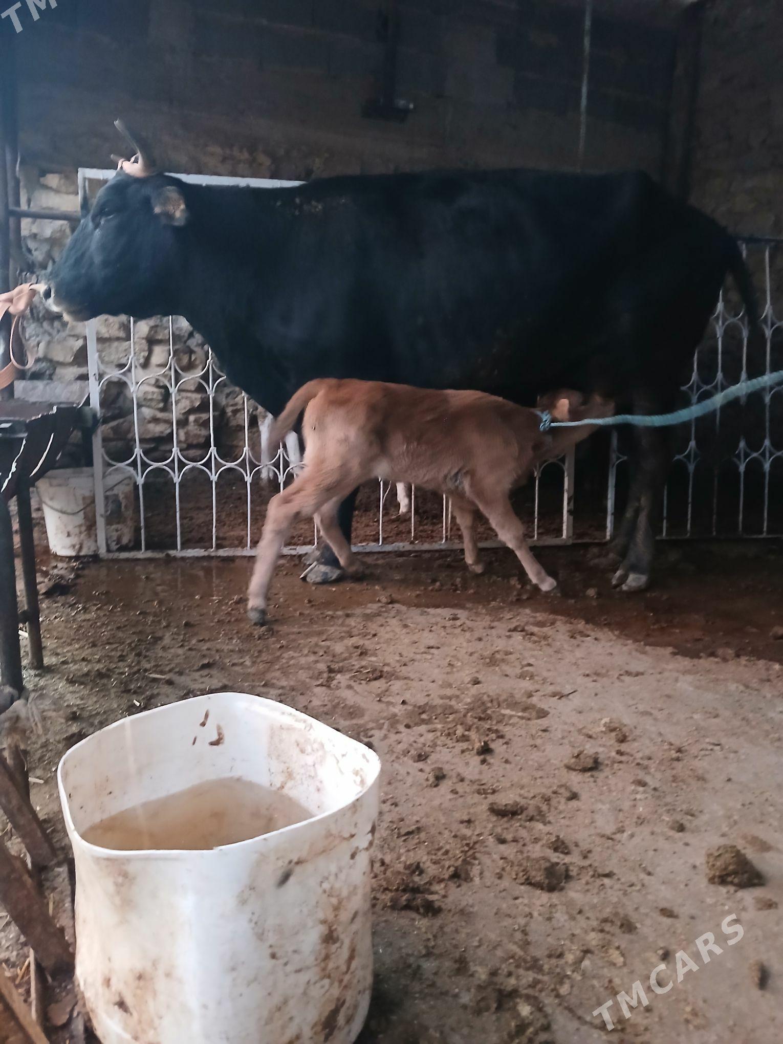 Tohum göleli sygyr - Gyzylarbat - img 3