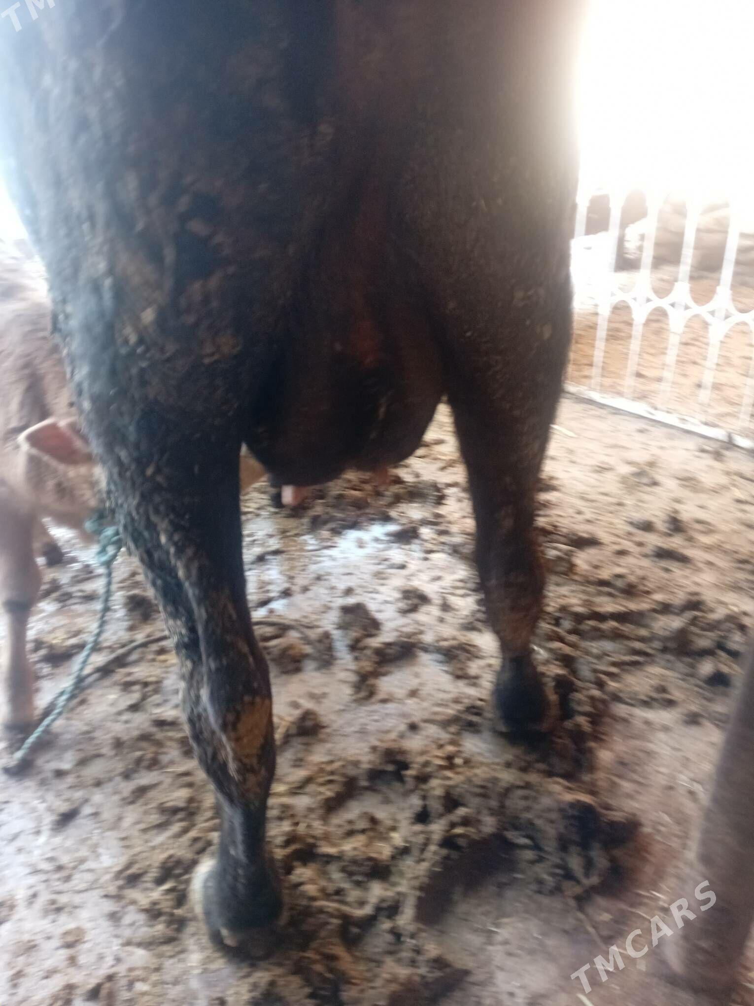 Tohum göleli sygyr - Gyzylarbat - img 2