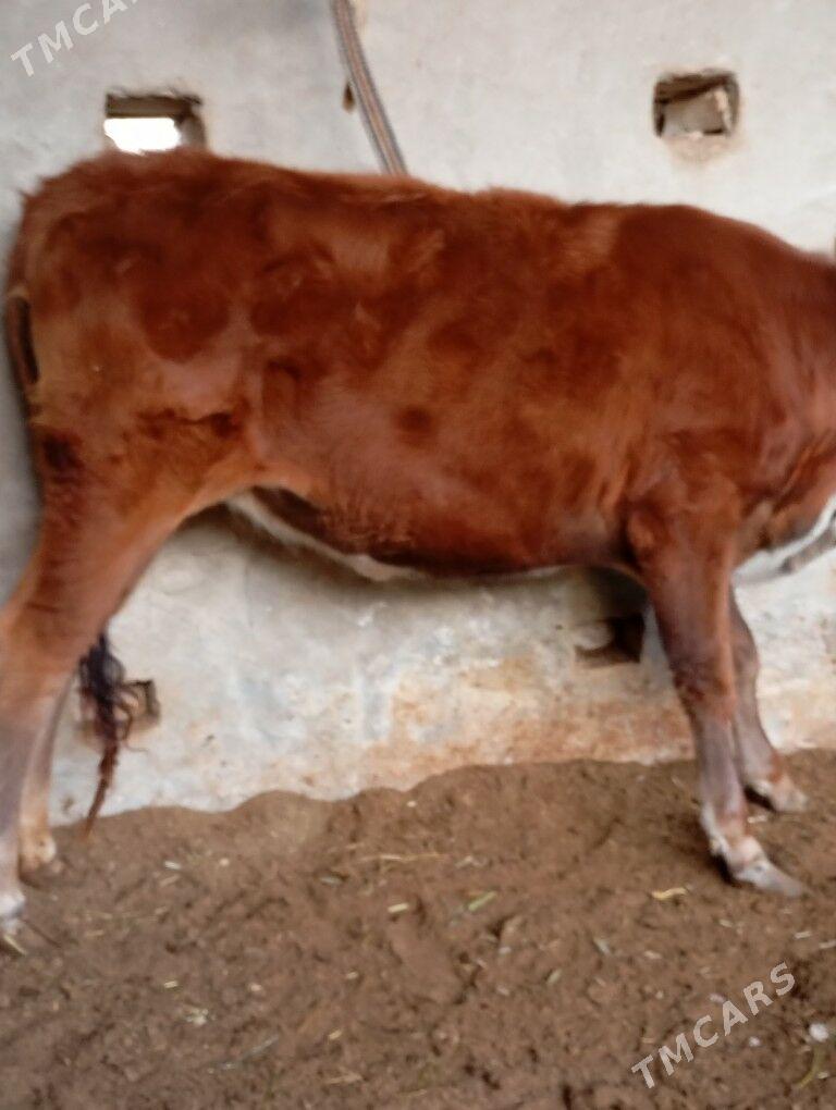 gulajyn - Mary - img 1