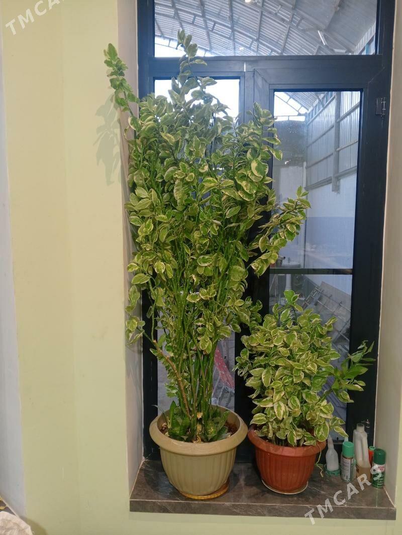 gül - Чоганлы - img 2