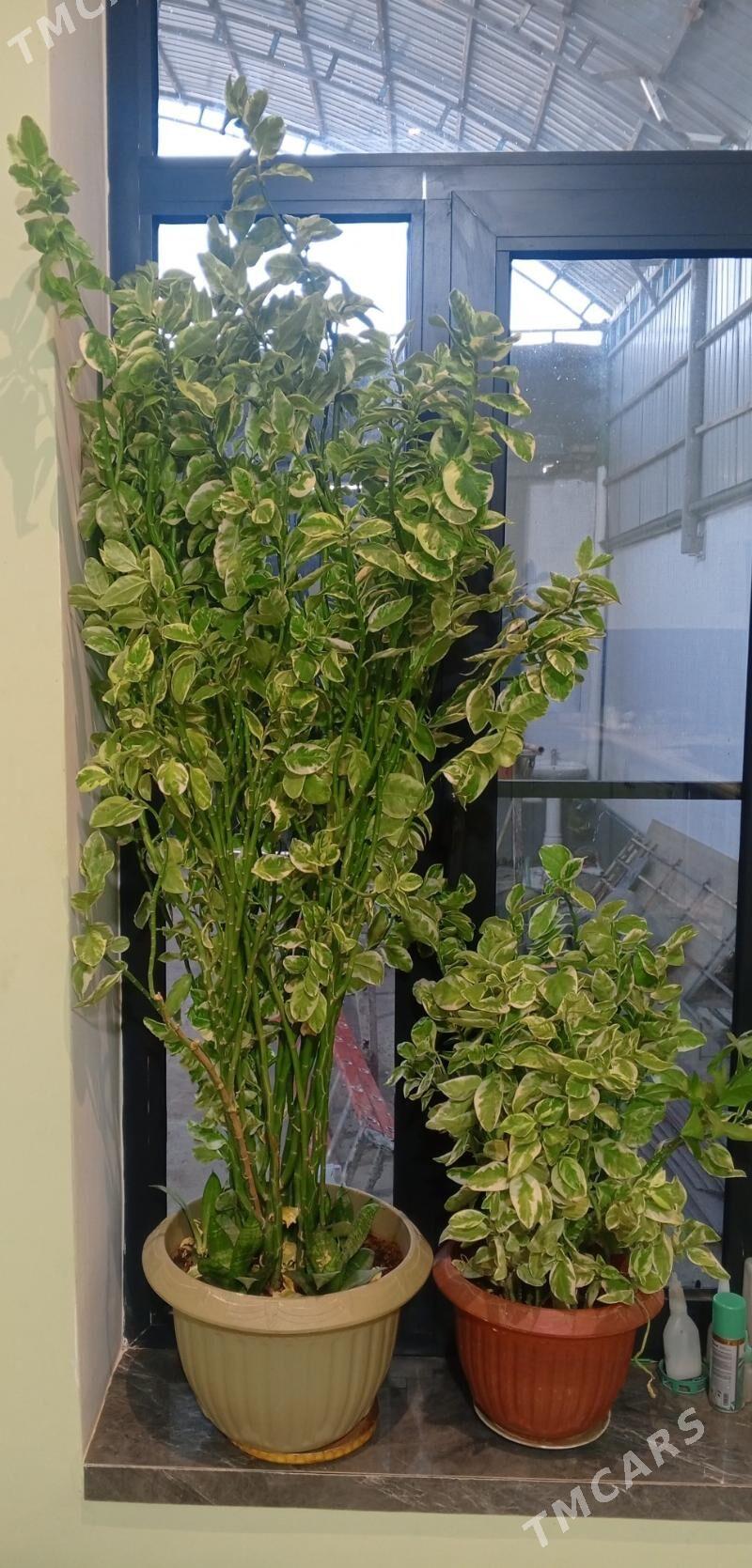 gül - Чоганлы - img 3