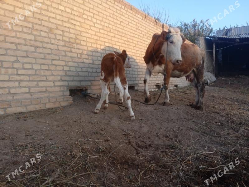 Goleli sygyr - Саят - img 4