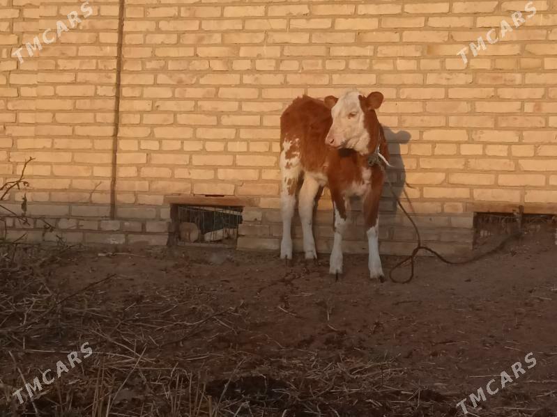 Goleli sygyr - Саят - img 3