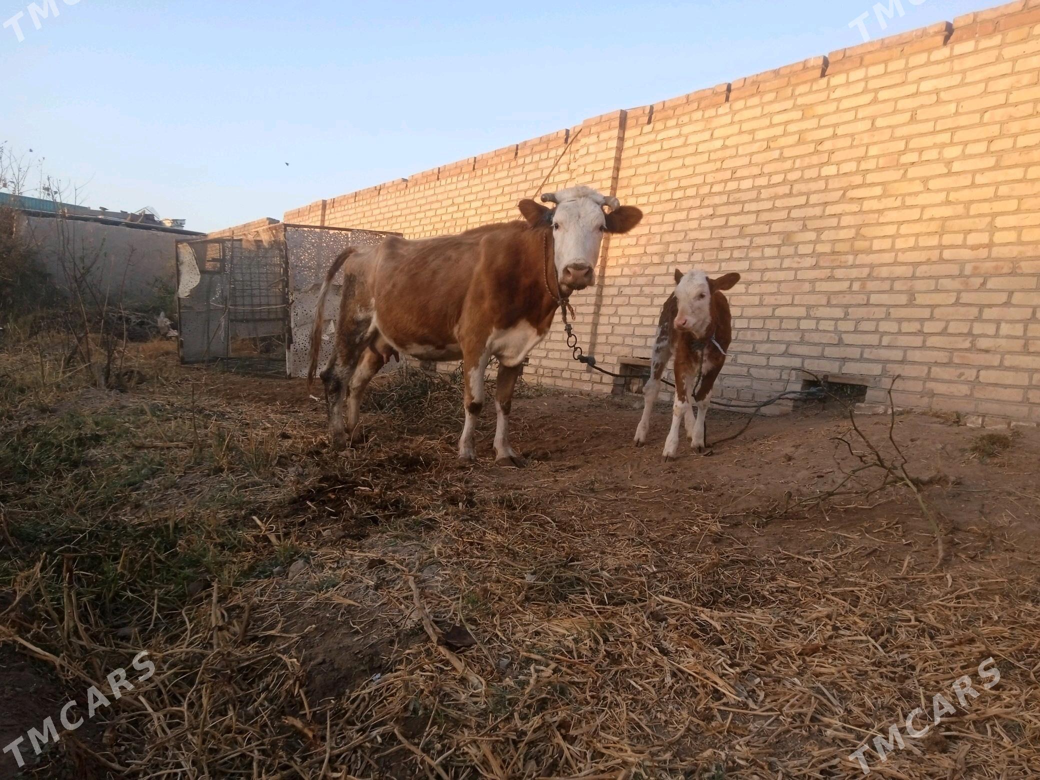 Goleli sygyr - Саят - img 2