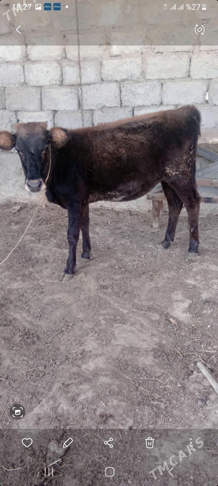 tuwe - Ашхабад - img 2