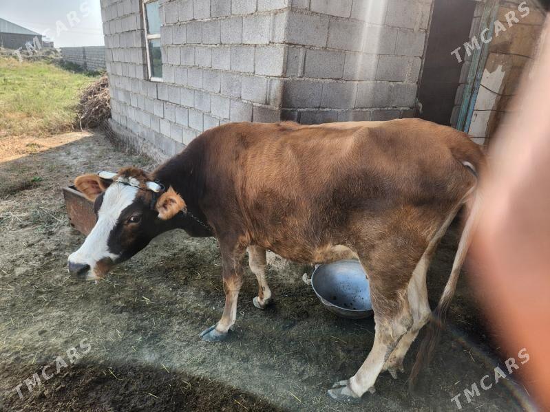 Sygyr - Гёкдепе - img 2