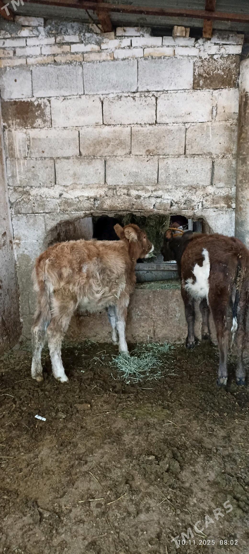 tuwe - Бузмеин - img 2