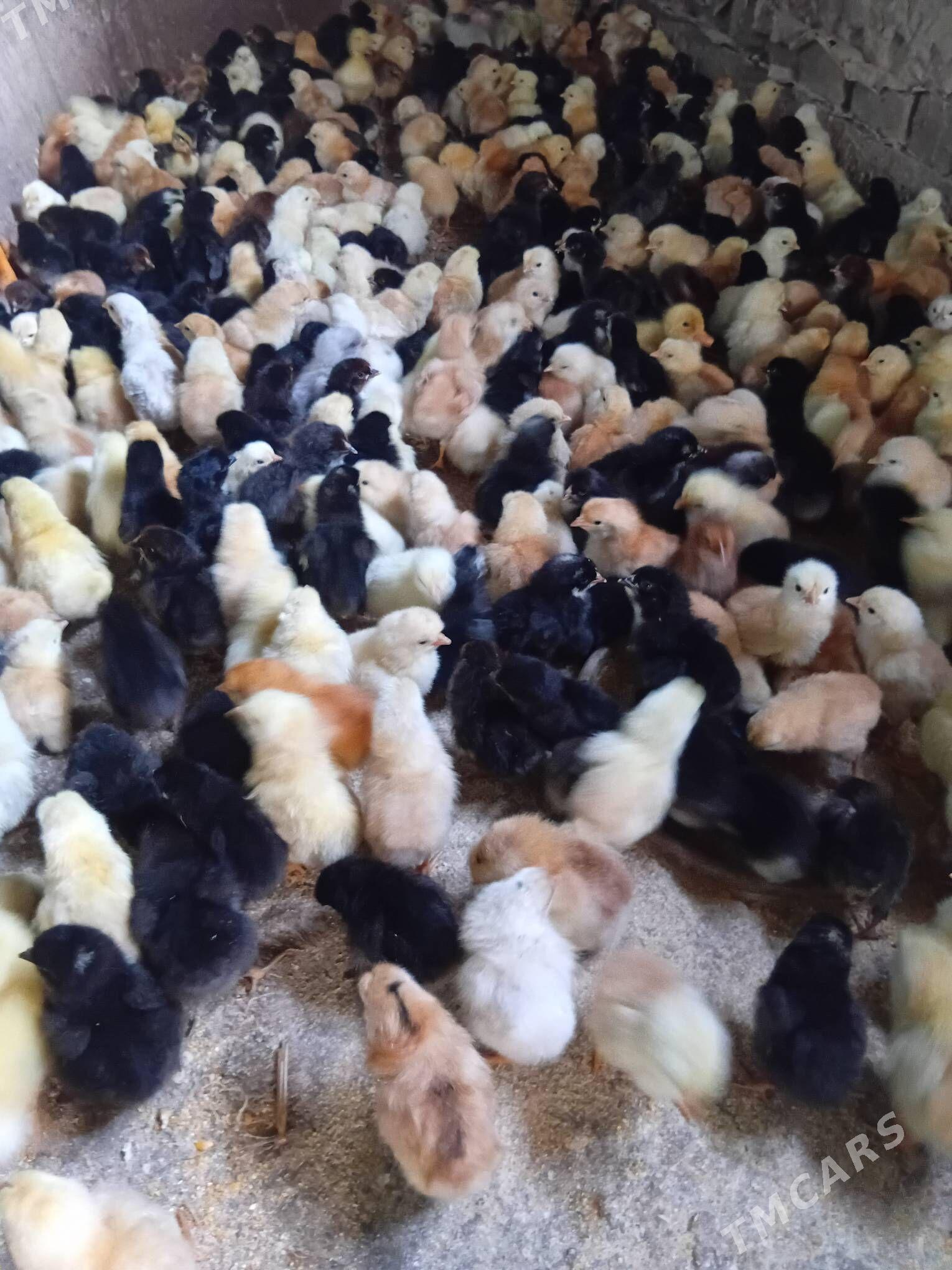 juyje - Шабатский этрап - img 2