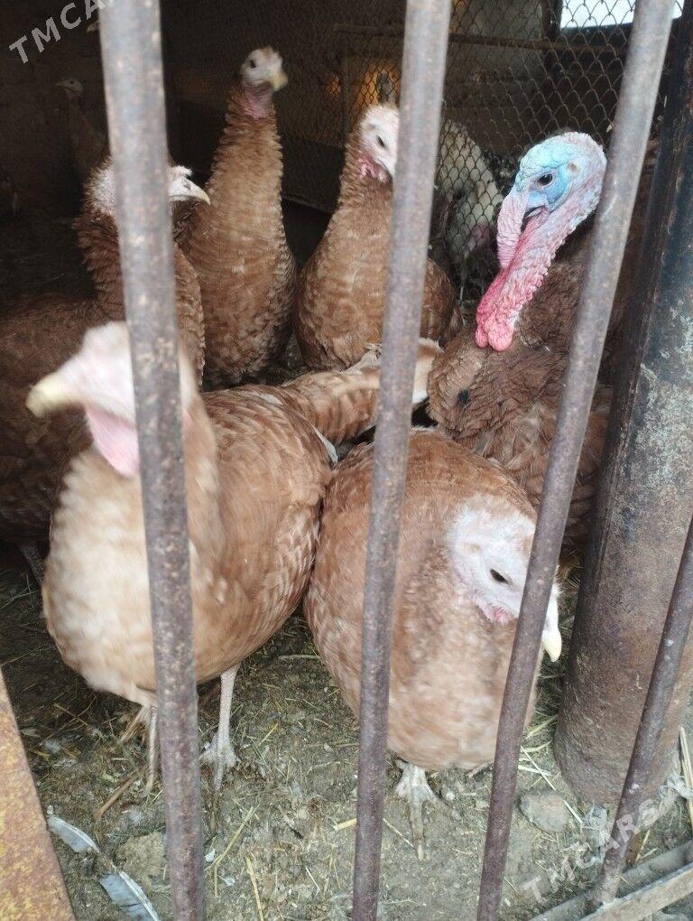 owgan paroda induk yumutga - Кипджак - img 4