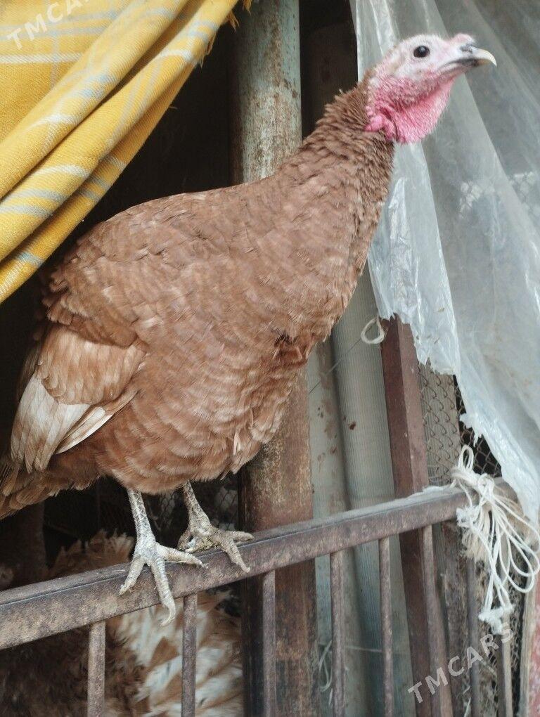 owgan paroda induk yumutga - Кипджак - img 3