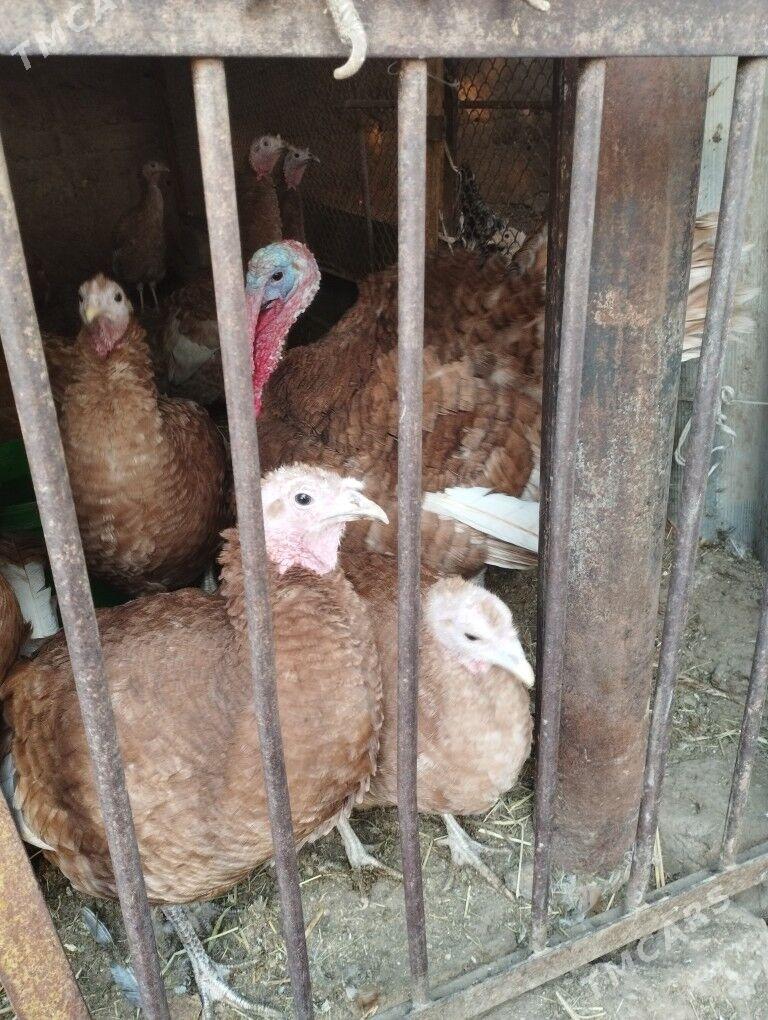 owgan paroda induk yumutga - Кипджак - img 2