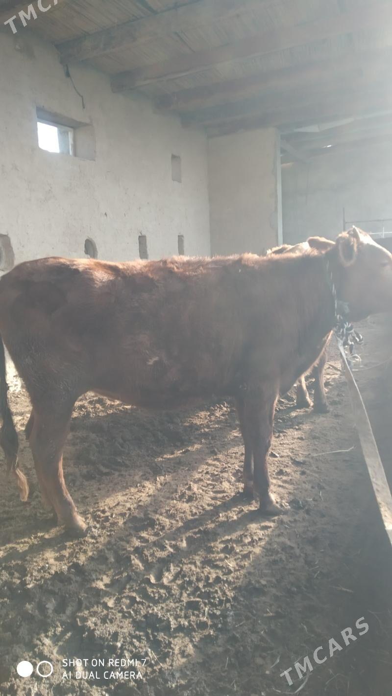 bakylan okuz gulajin - Мургап - img 10