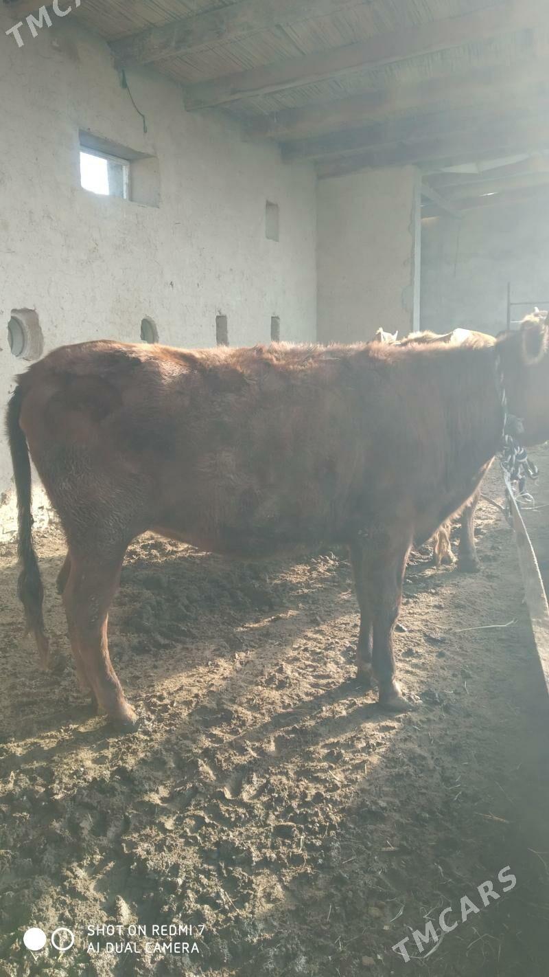 bakylan okuz gulajin - Мургап - img 9