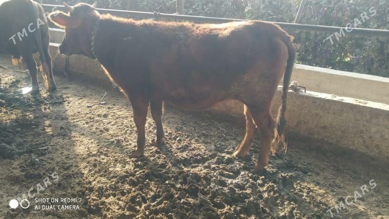 bakylan okuz gulajin - Мургап - img 5