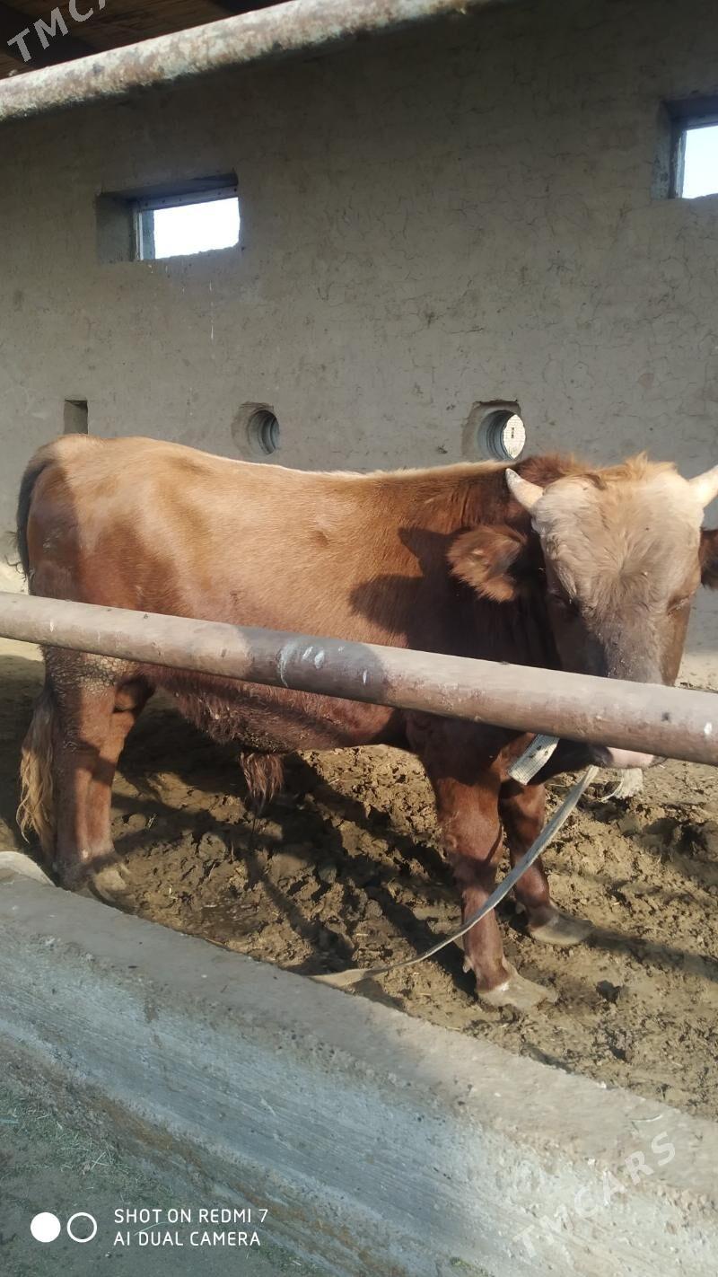 bakylan okuz gulajin - Мургап - img 6