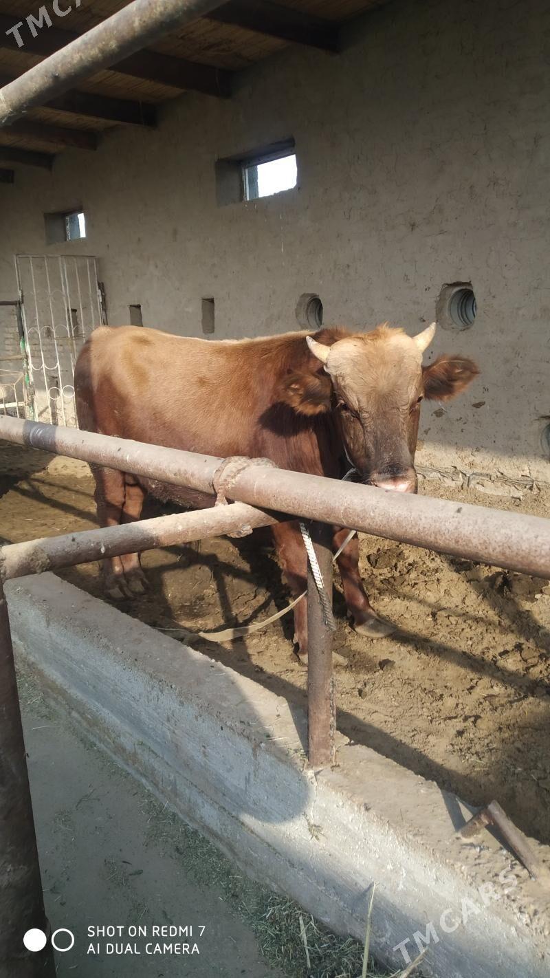 bakylan okuz gulajin - Мургап - img 7