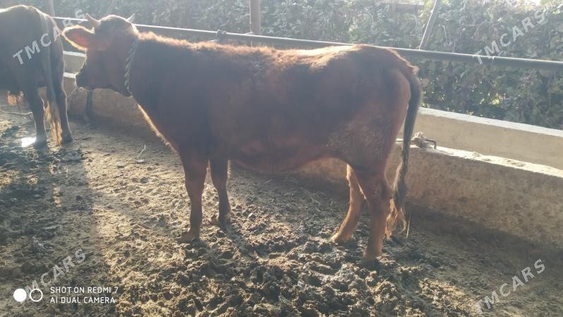 bakylan okuz gulajin - Мургап - img 11