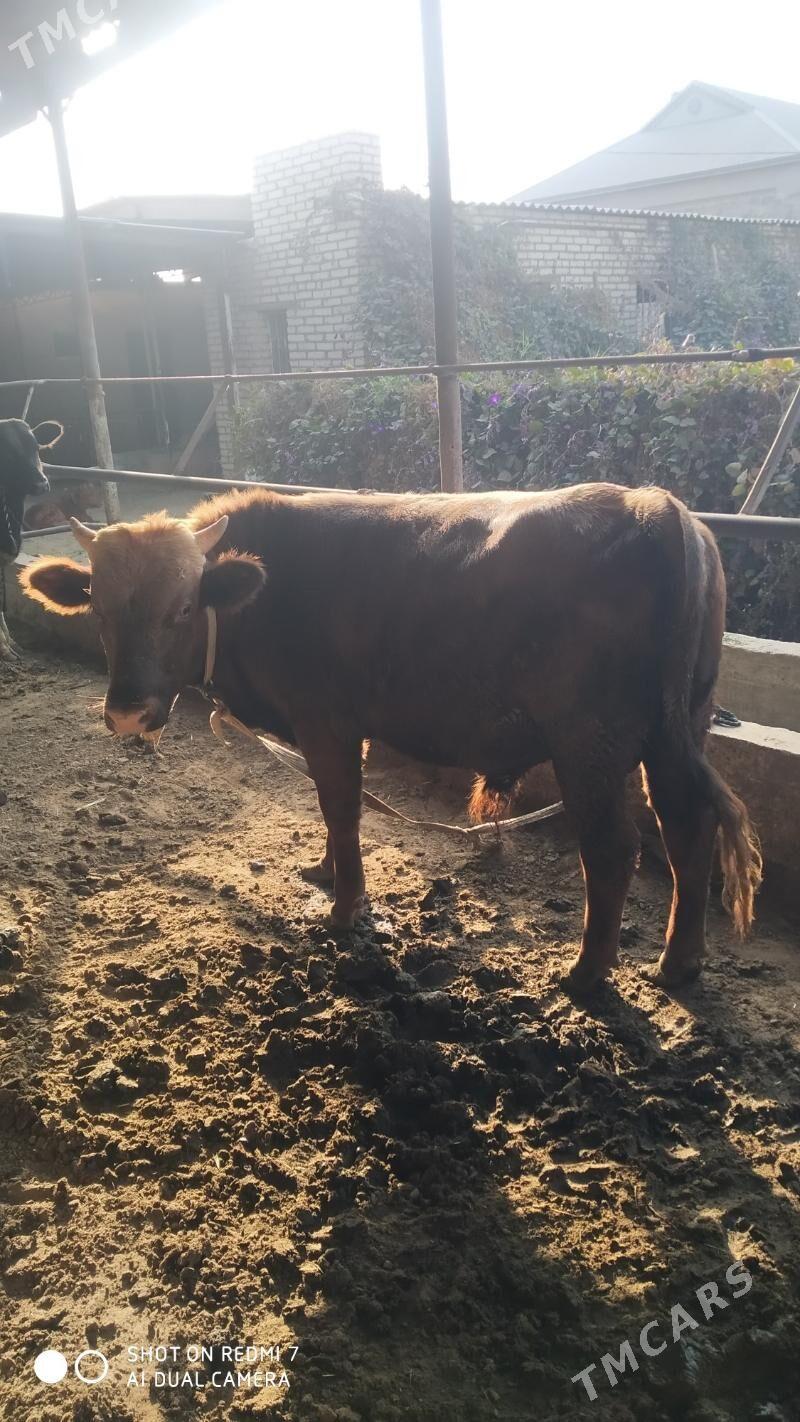 bakylan okuz gulajin - Мургап - img 12