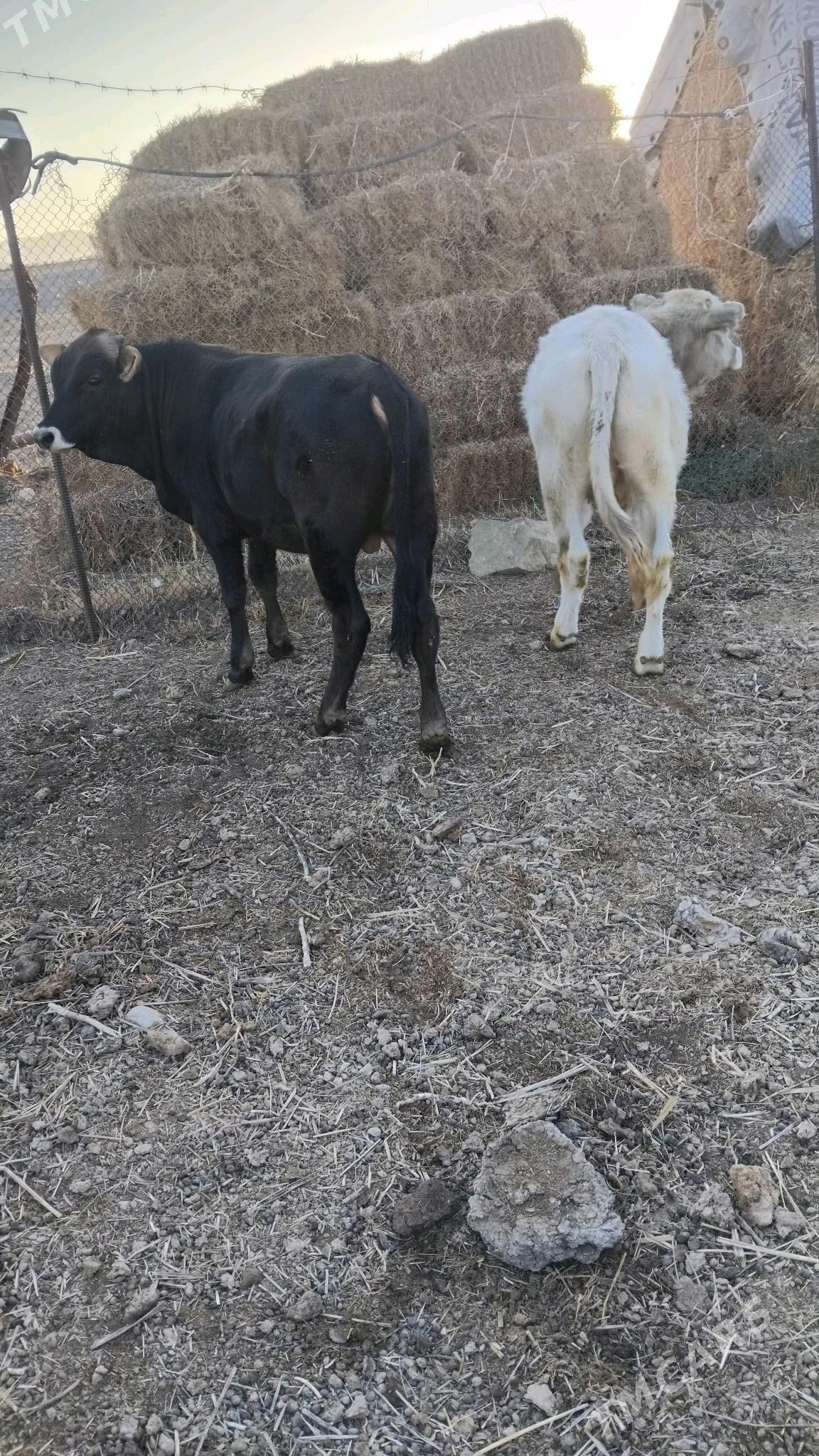 öküz - Бахарден - img 3