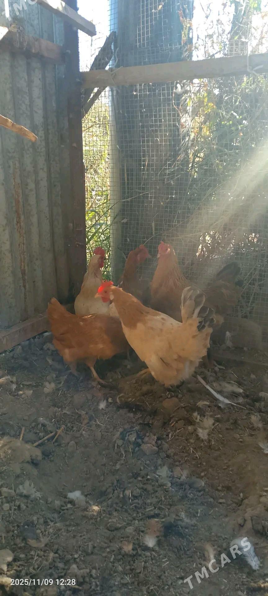 Towuk - Sakarçäge - img 2