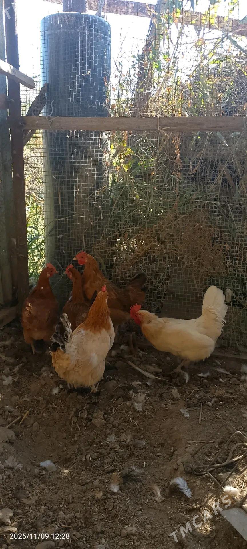 Towuk - Sakarçäge - img 1