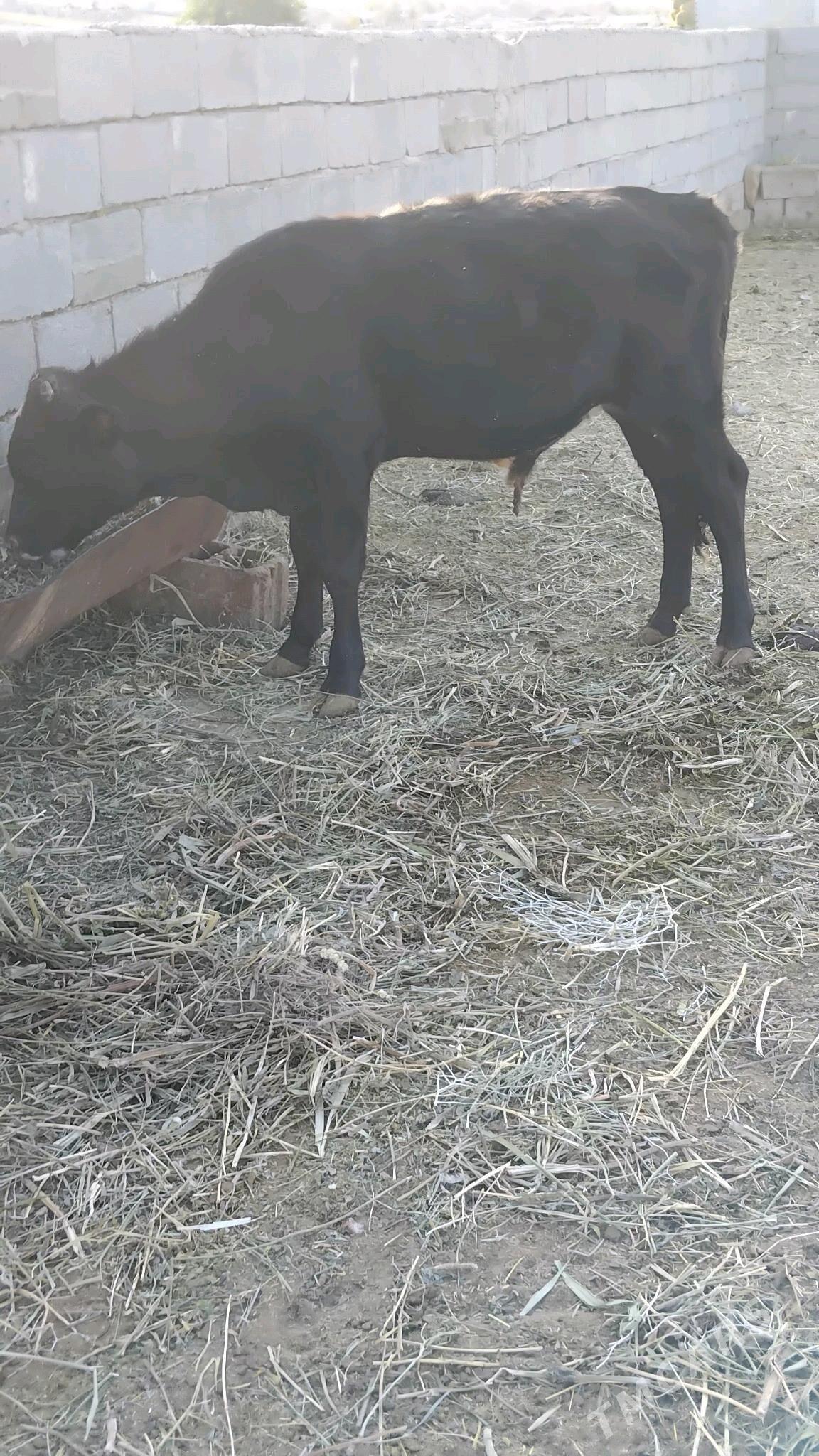 öküz - Bäherden - img 2