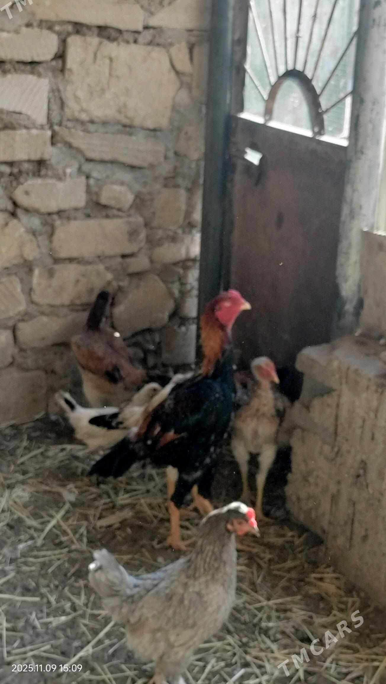 Bayes - Balkanabat - img 2